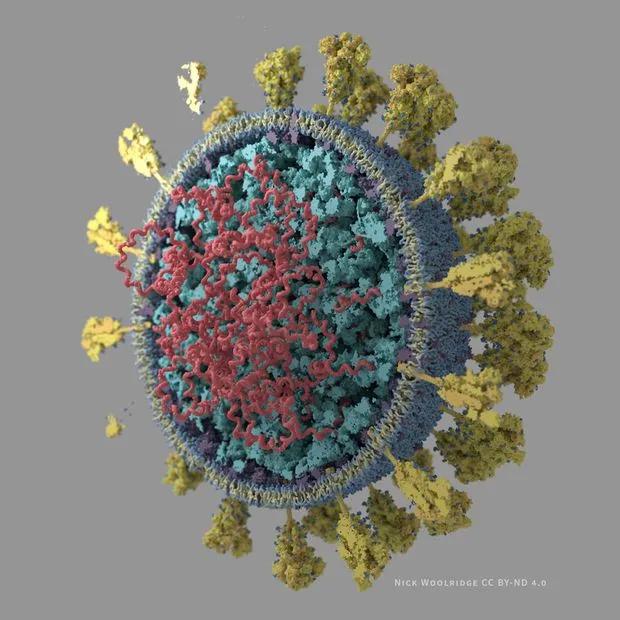 美国正筛检变异新冠毒株莫德纳疫苗翻车接种者过敏头晕差点休克