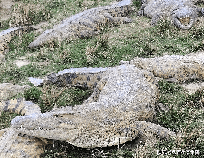 海南即将出现中国最大湾鳄养殖场,养殖湾鳄用于供应中欧高端皮革市场_鳄鱼