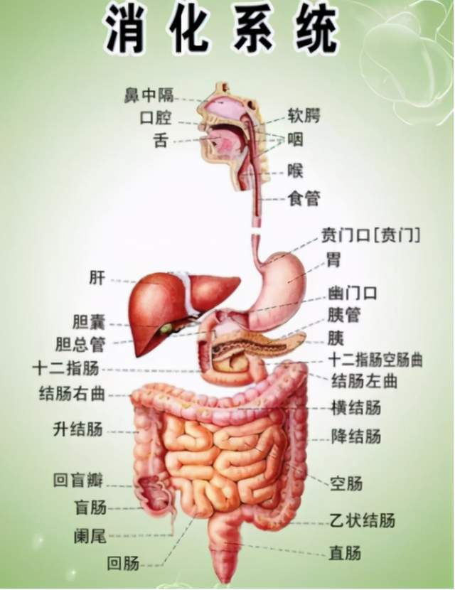 肠道位置图片 结构图图片