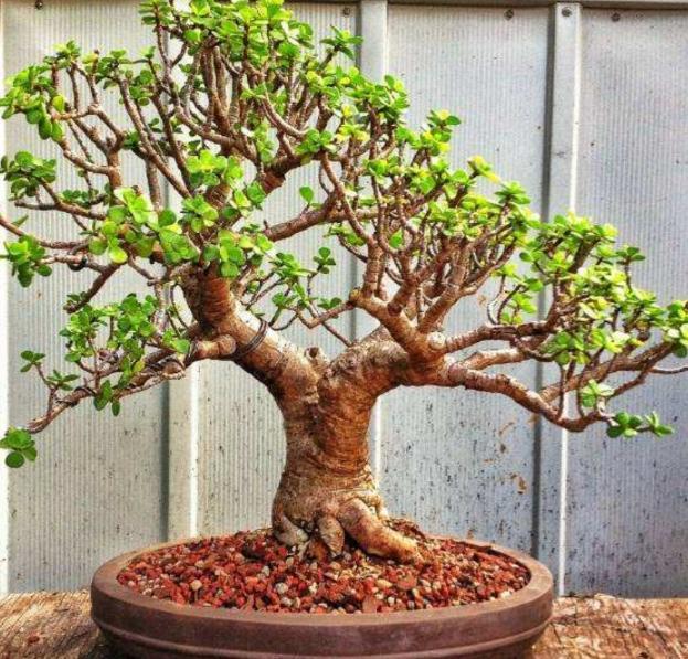 那么,我们该如何的盆栽金枝玉叶,将其造出美丽的造型?