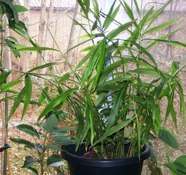 原创姜不辣叶片繁茂开花漂亮带香味发达的块状根可日常食用