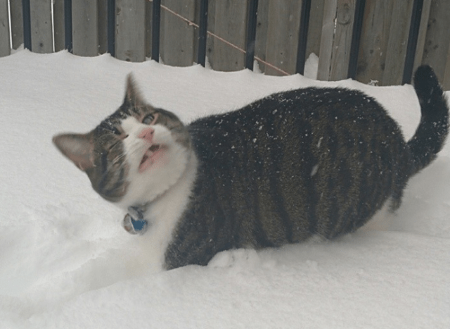 下雪天帶貓出門是啥感受?主人:你給我下去!貓:不行!這雪燙腳