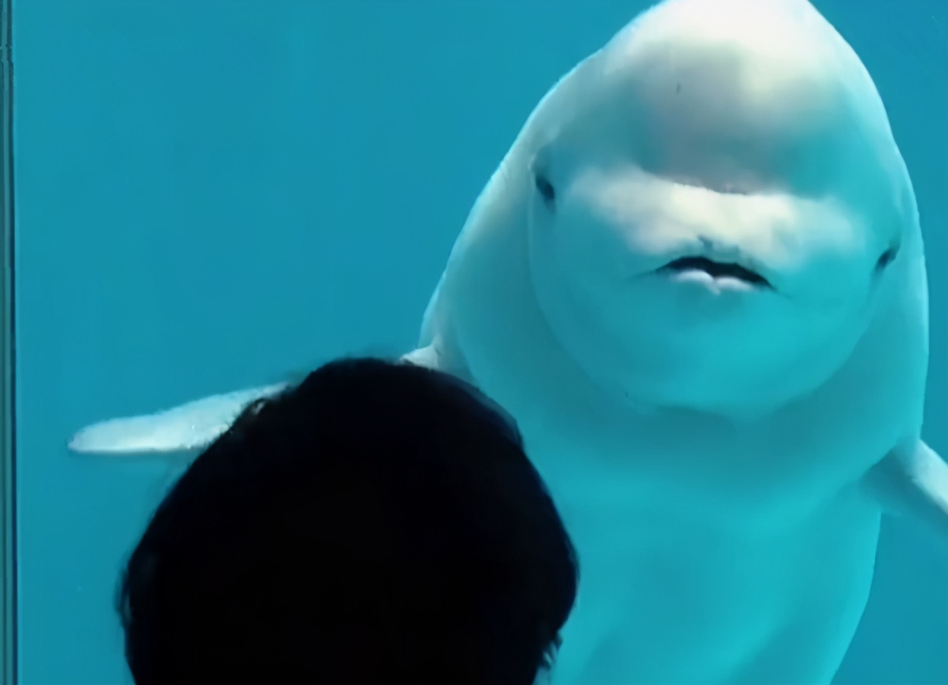 白鲸闭眼亲吻小女孩一脸羞涩不愿离去饲养员差不多得了