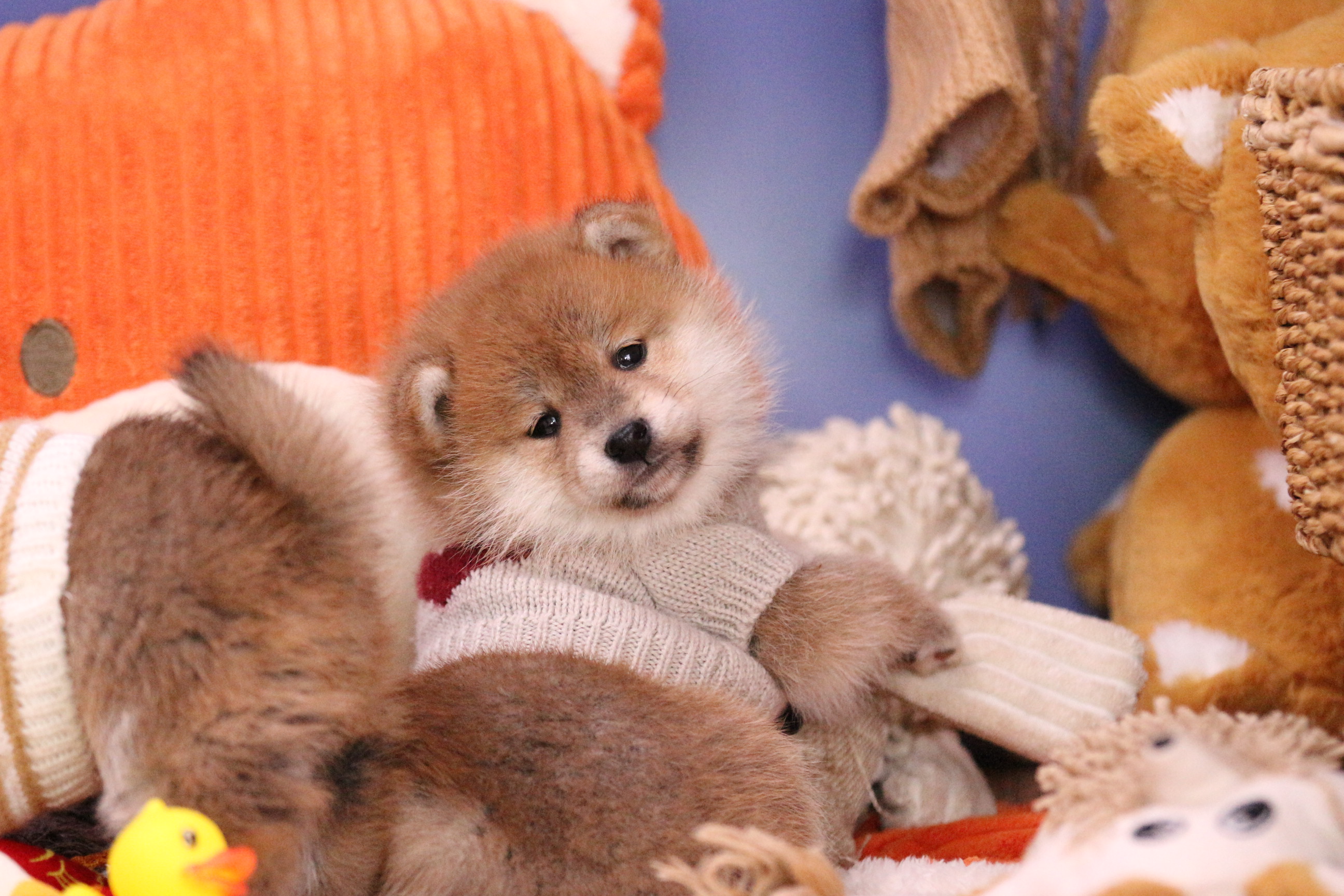 柴犬健康成长的四大要点