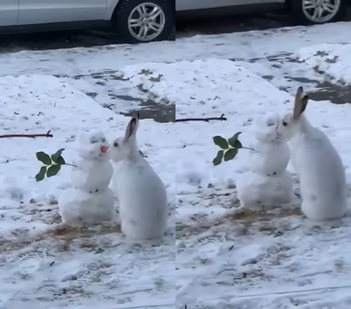 小白兔雪地里与雪人亲吻画面温馨，下一秒却忍不住诱惑将雪人掏空