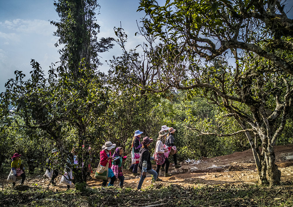 美图欣赏勐海贺开古茶园采茶女工组照112