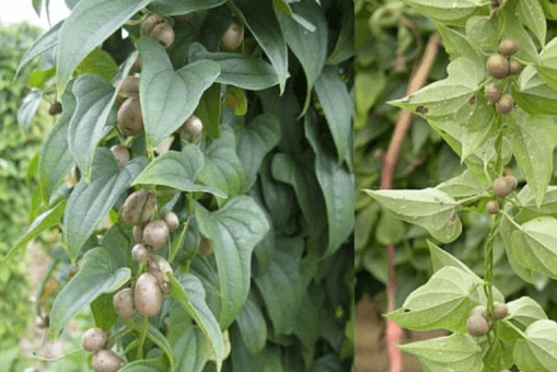 长在树上的"小土豆",农村娃曾当饭吃,现在2元1斤,比土豆好吃