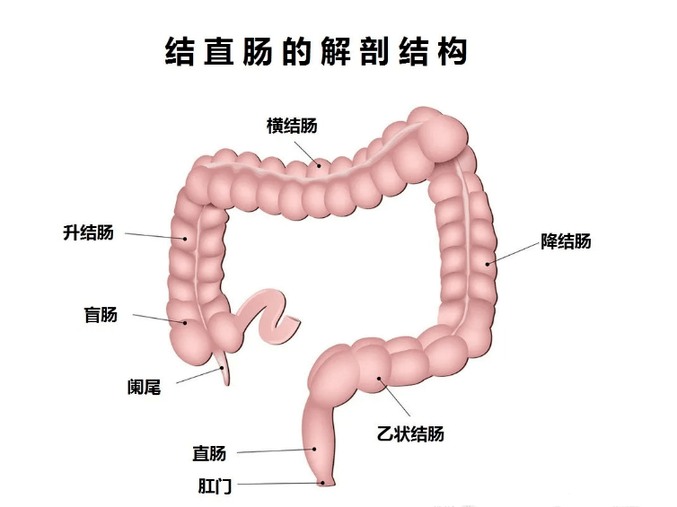 人的直肠和结肠示意图图片
