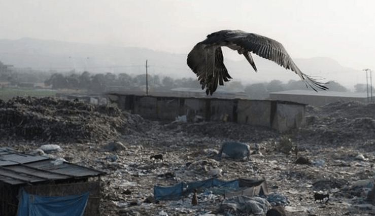 印度最大的垃圾场，这里的鸟有半人高，人们宁愿饿肚子也不伤害鸟