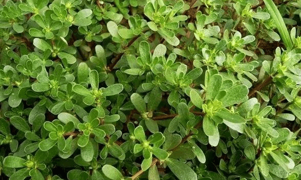 農村的一種野菜,介紹以下幾種治療疾病的小偏方,你值得擁有_馬齒莧