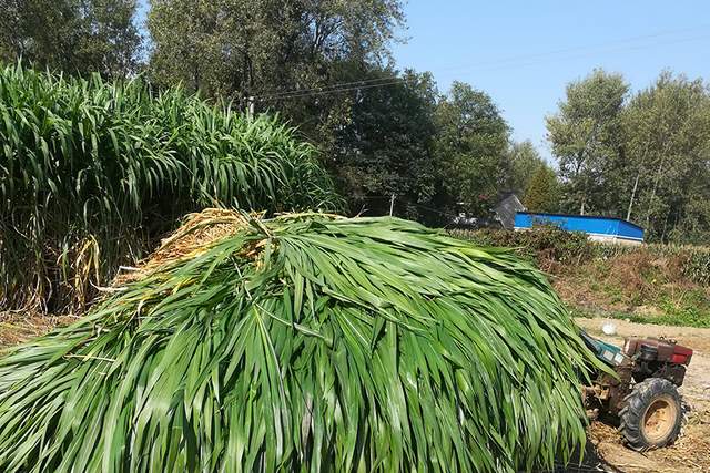 原產北非,引入國內大量種植,畝產可達40000斤,專家:還要多種_菌草