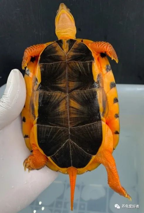 金钱龟未来的市场,你还会依旧看好它吗?