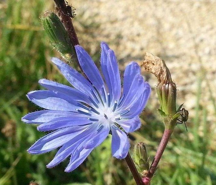 将军菊苣种植过程中应注意的事项