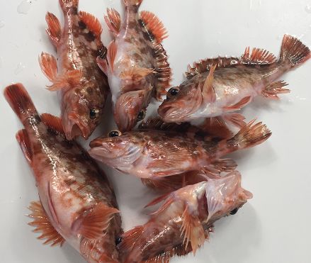 第五种:石九公鱼石九公鱼又被称为"石狗公仔"