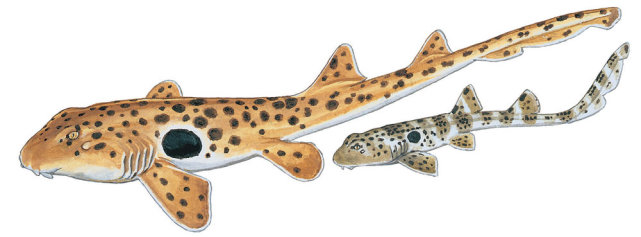 原创行走的肩章鲨,野心不只是海洋,展示了鲨鱼家族恐怖的进化能力