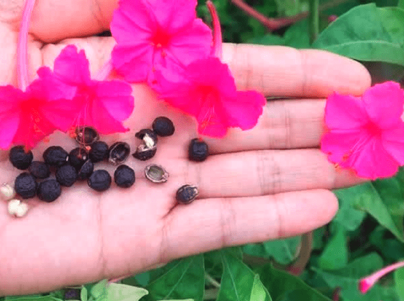 喜欢菊花,不如养盆"地雷"花,似桃吐丹霞,亲切妖娆