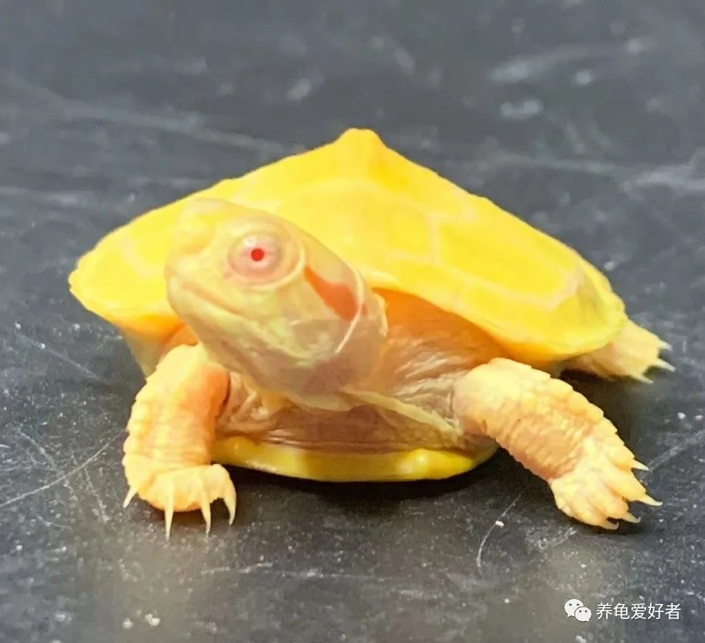 为了兼顾家庭和养龟爱好,还得使用各种奇招