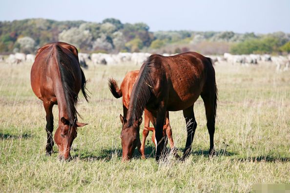 再过7天,生肖马会有"声泪俱下"的大事降临,渡过之后幸福一生