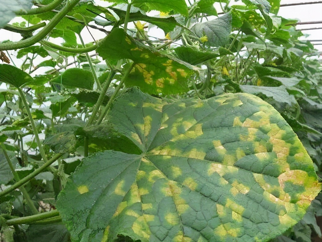 黄瓜靶斑病反复发生?弄清楚发病原因,综合管控最有效