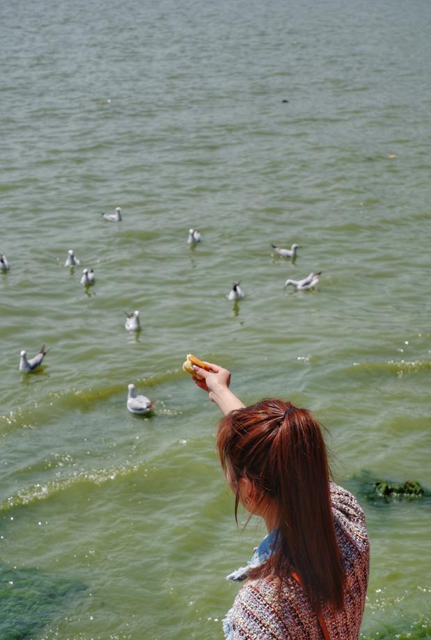 昆明海埂公园，成群的红嘴海鸥，游人用食物投喂