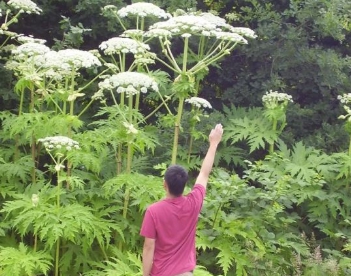 英国最大“巨花”，最高可长到五米，游客表示靠近悔终生
