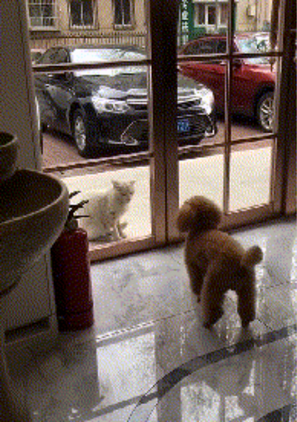 喵星人和狗狗隔着玻璃门对视狗狗被猫咪强大的气场吓得不停作揖