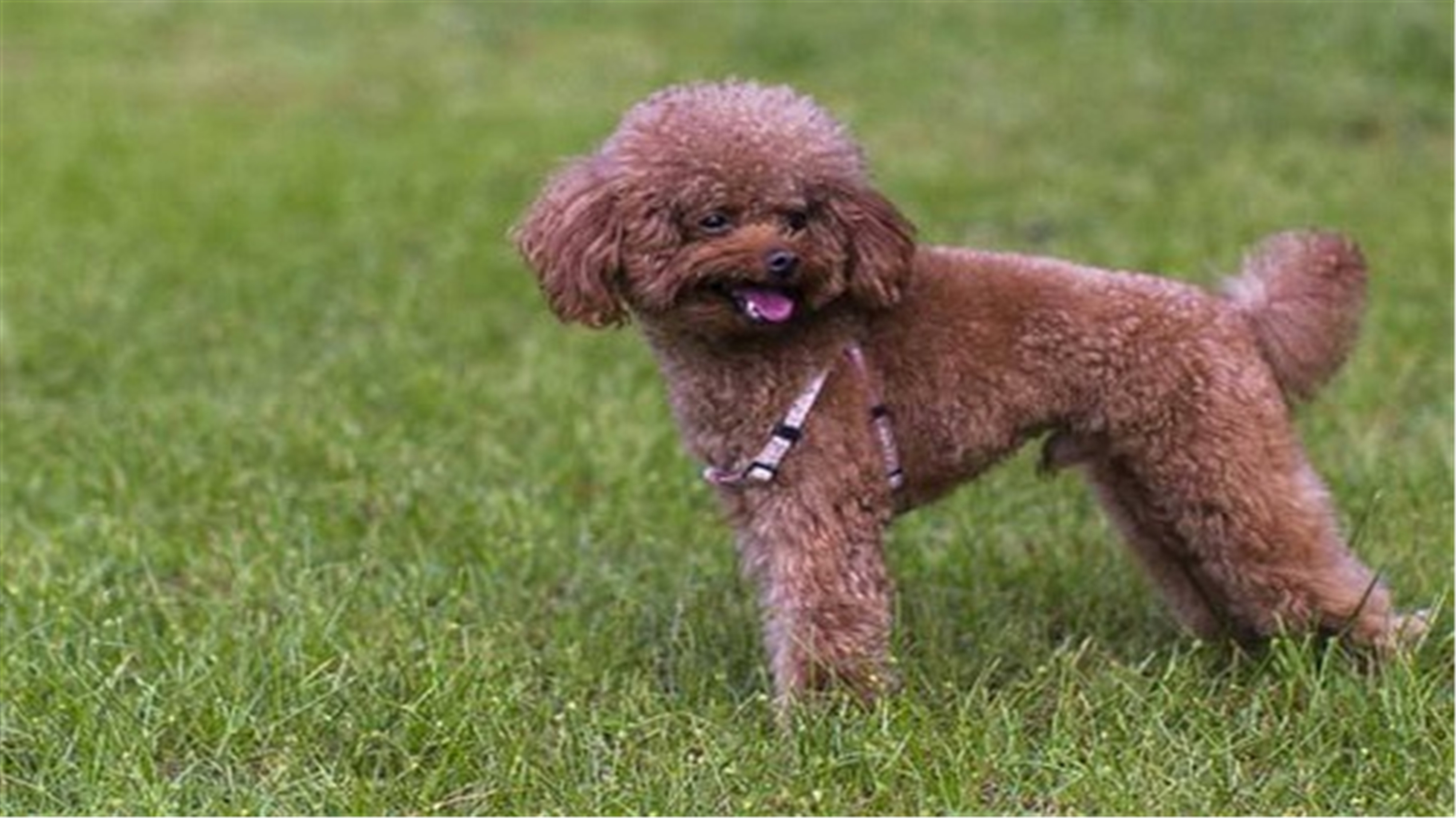 泰迪犬毛髮不好,可以吃什麼食物改善毛燥(泰迪吃什麼食物對毛髮比較好