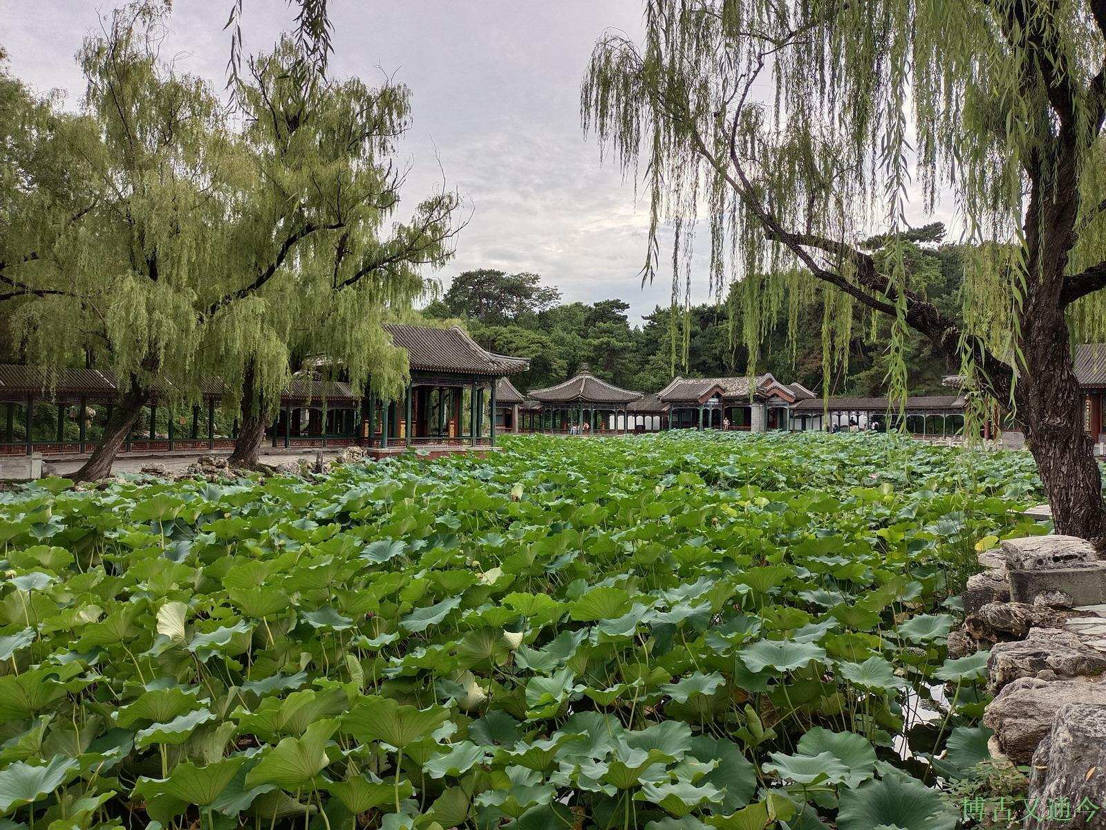 遊三山五園之頤和園諧趣園,滿池荷花別樣的午後光影