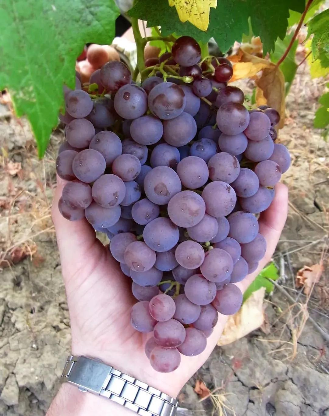 这颗黑葡萄背后,藏着一个打工人的辛酸._手机搜狐网