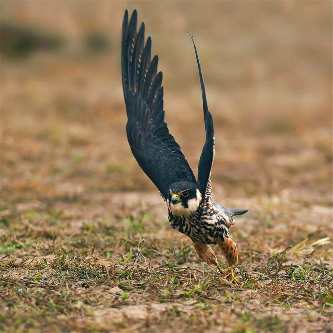 秦岭出现蚂蚱鹰,黑眼圈白领带,衔猎物向雌鸟求偶,还会点头鞠躬