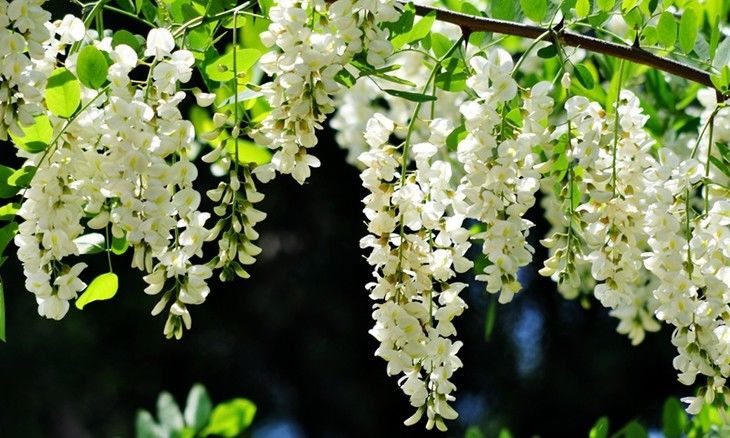 槐花是槐树所结的花,一串串白色的花朵看上去就像是白色的蝴蝶