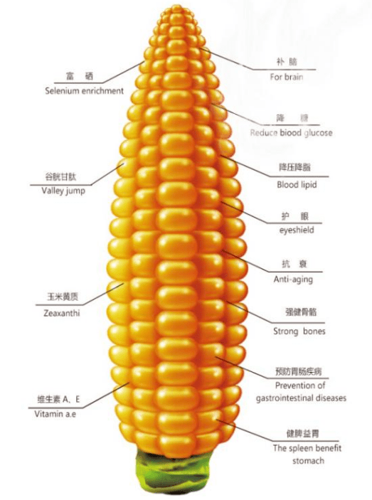 玉米解剖示意图图片