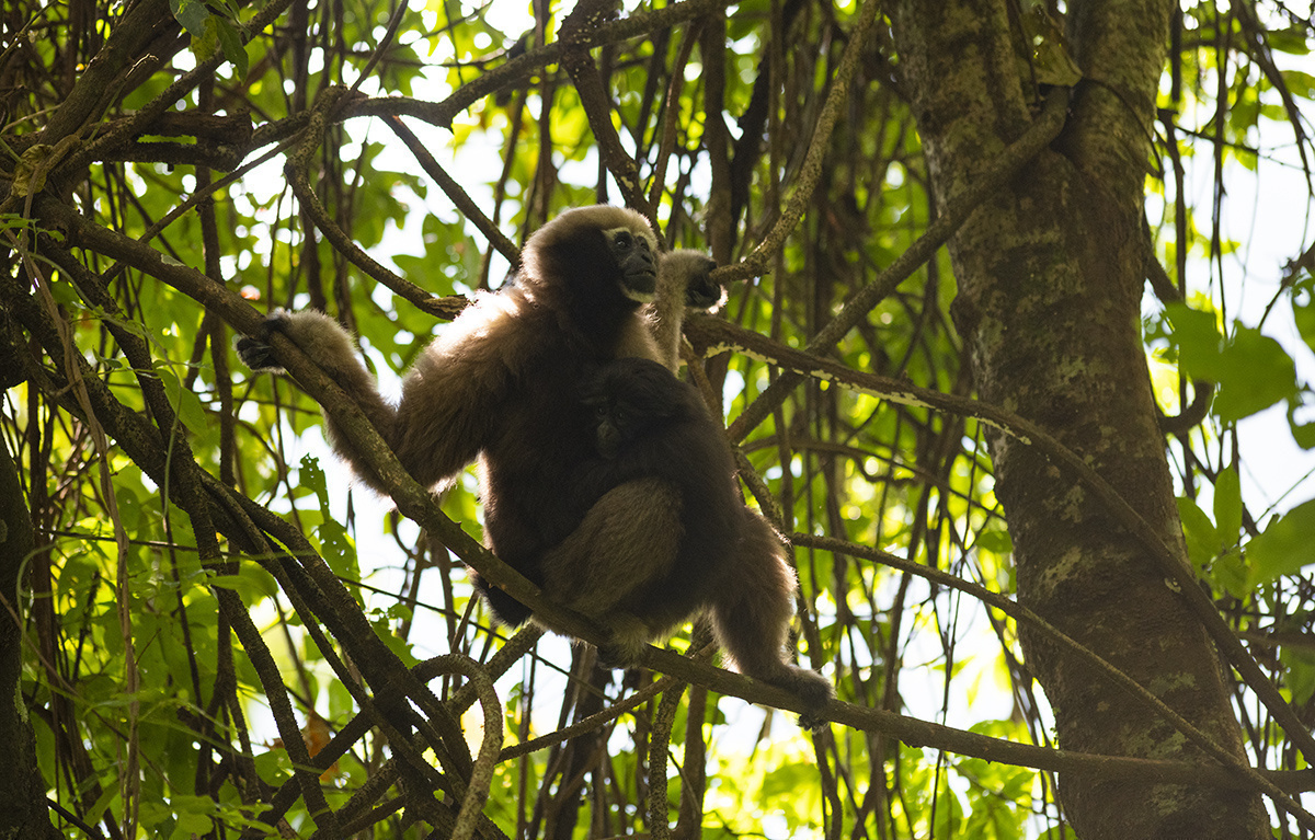 本次拍摄到的母猿和小猿影像 朱边勇 摄影