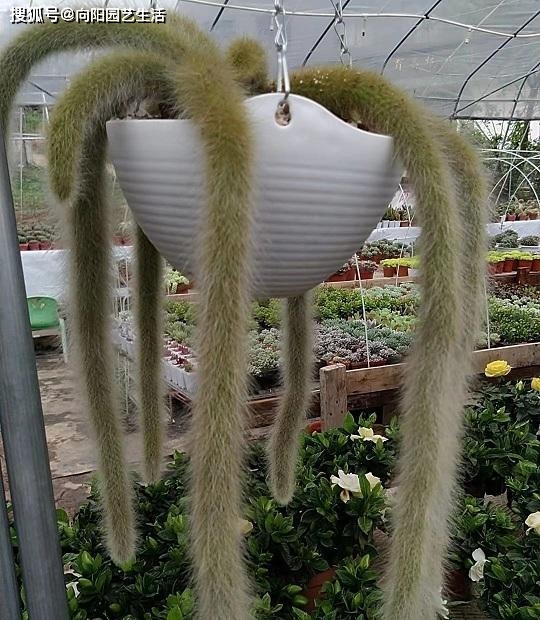 原创猴尾柱怎么养?从配土到养护,一套养护教程,养出毛茸茸大尾巴