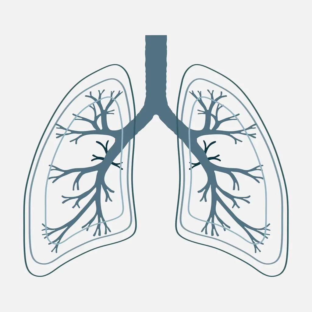 呼吸系统简笔画图片图片