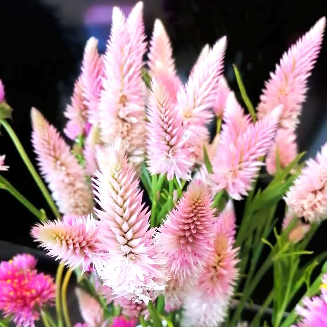 天择优选遇见鲜花遇见美好