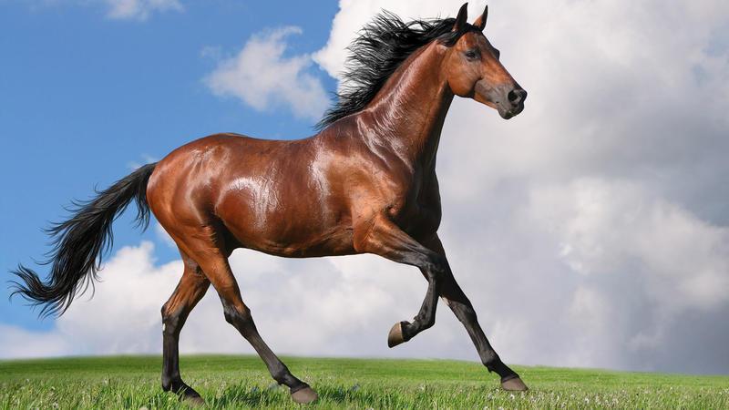 伊犁马 - 中国珍稀的动物资源