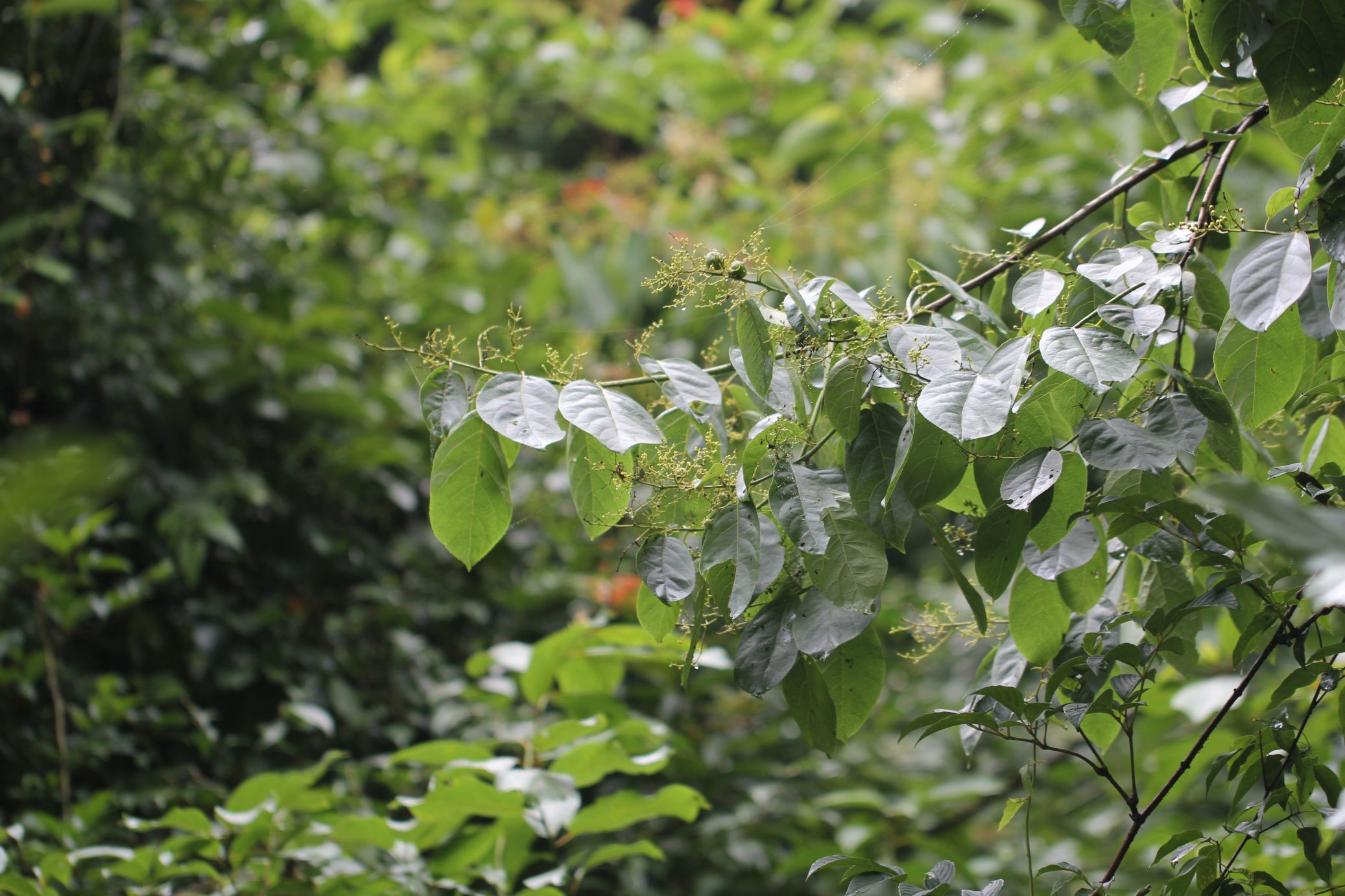 庆元植物1374-紫草科-厚壳树属-厚壳树_主治