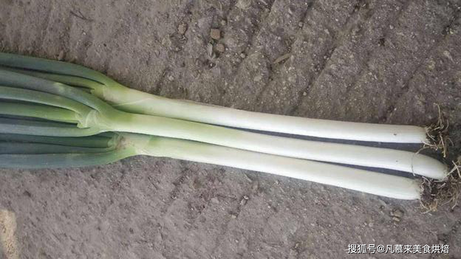 凌源三十家子鳞棒葱三十家子鳞棒葱,辽宁省凌源市三十家子镇特产,中国