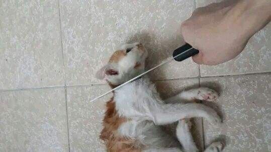但是如果主人动手揍猫了,很多猫咪都会害怕,甚至想要逃跑,但被主人