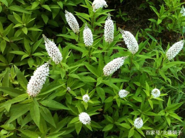 这一野菜引进我国后,深受农民厌恶,但吃货眼中却成了餐桌美味!_珍珠菜