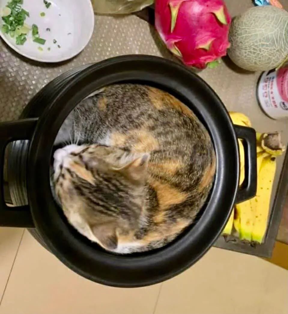 瞎说!什么长猫了?这是我熬的猫汤!大冬天的就是得喝点滋补的!