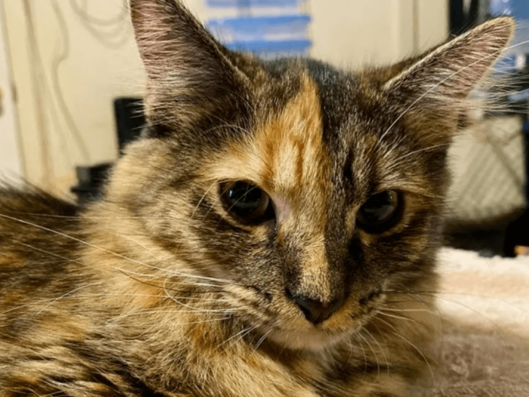 瘦小的流浪猫被救助,它对救命恩人冷漠,却对一位少年百依百顺_chimera