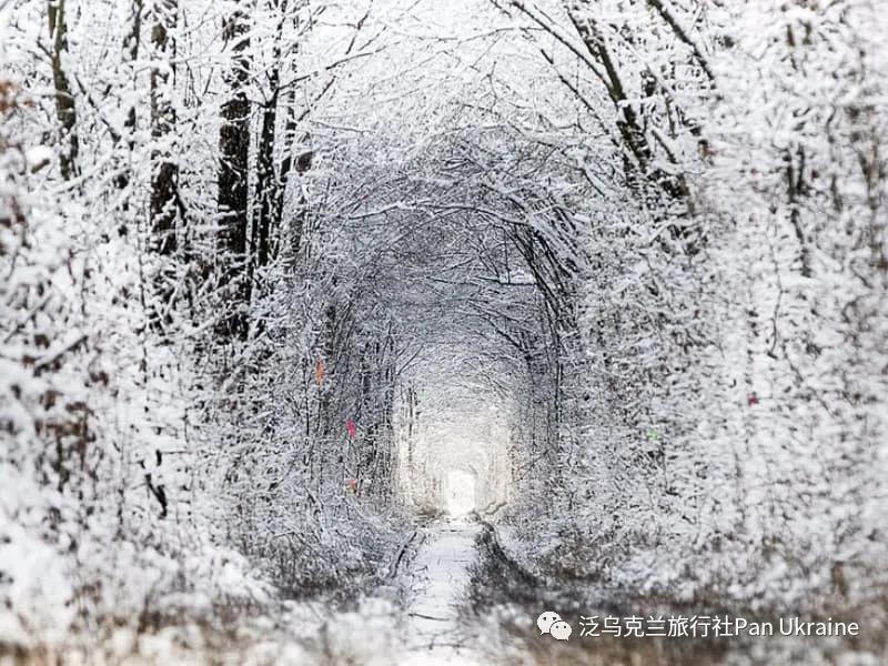 乌克兰免签最后20天！冬季的爱情隧道那么仙，许愿会灵验噢~