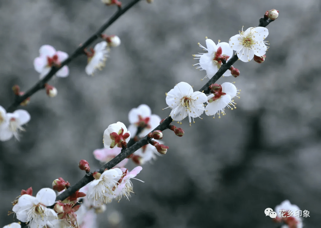 靜靜綻放的梅花驚豔了整個橫縣的冬天