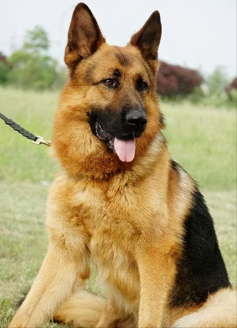 在德牧的眼里这些行为都是在挑衅它攻击你很正常