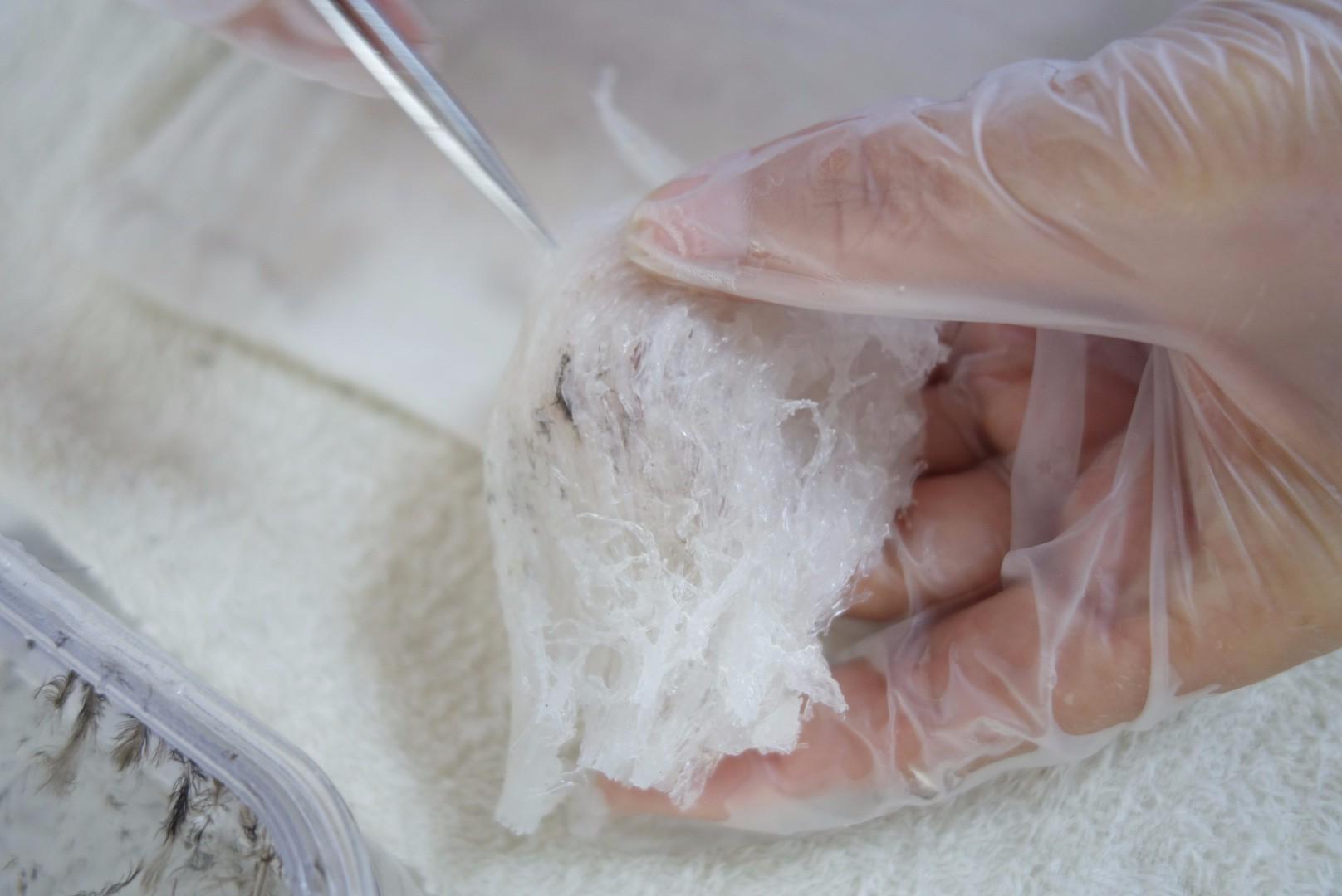 燕窝挑毛不仅是为了好吃这点关乎健康很重要记下来