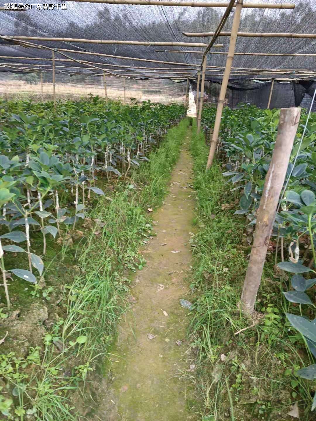 大红八角苗种杯苗嫁接苗八角种子