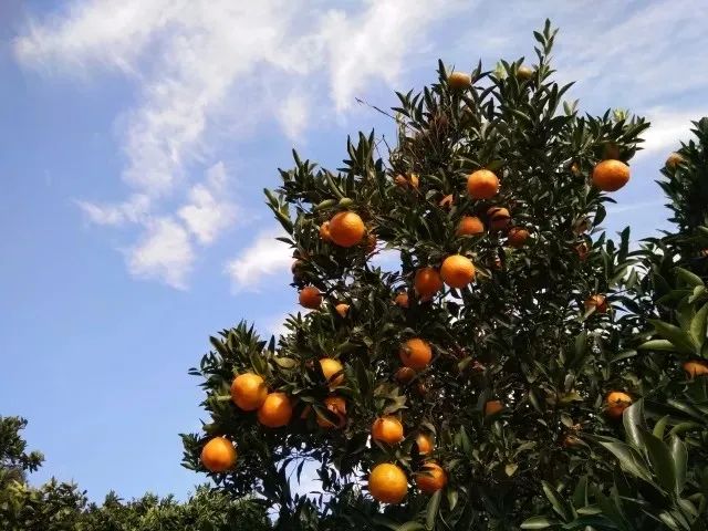 湘西物产｜泸溪柑橘