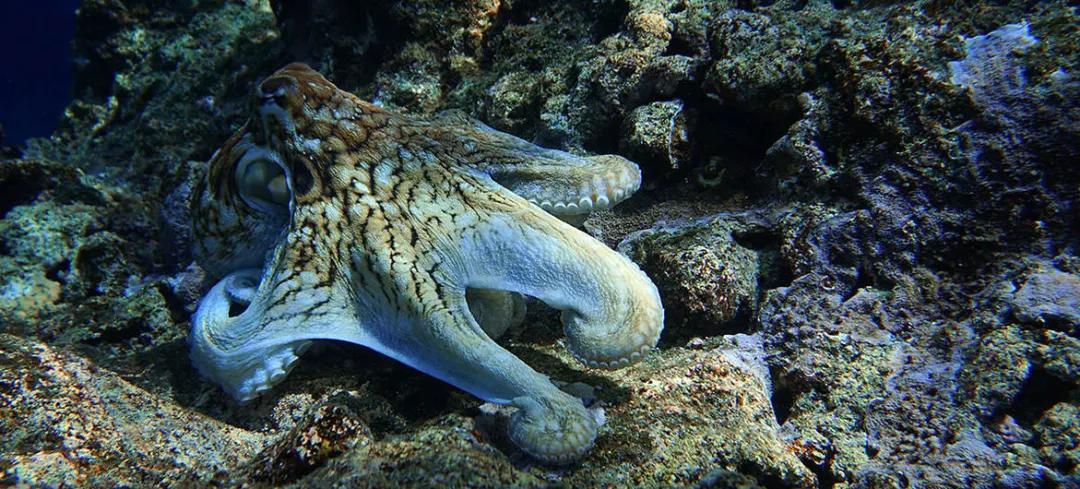 08noaa丨海洋生物繁衍生息的健康海洋對地球的生存至關重要海洋遇到